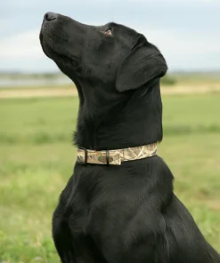 Camping & Hunting AVERY SPORTING DOG Standard Collar
