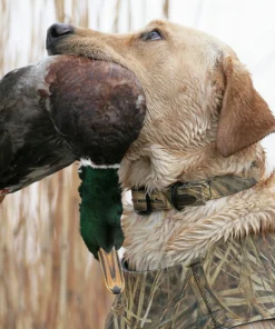 Camping & Hunting AVERY SPORTING DOG Standard Collar