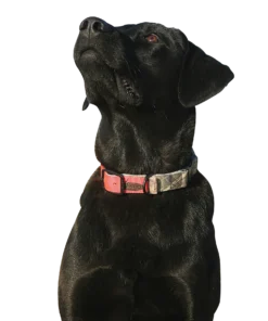 AVERY SPORTING DOG REVERSIBLE COLLAR Camping & Hunting