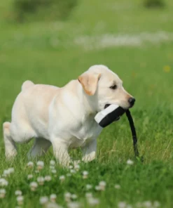 AVERY SPORTING DOG 2