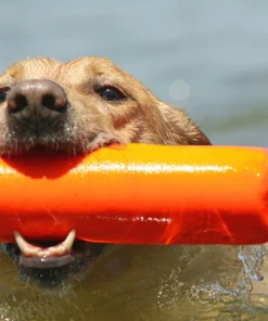 Dogs AVERY SPORTING DOG 3