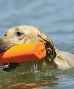 Dogs AVERY SPORTING DOG 3