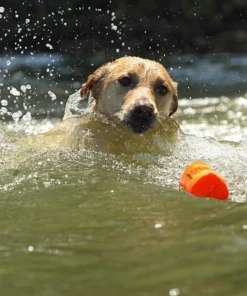 Dogs AVERY SPORTING DOG 3