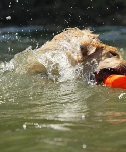 Dogs AVERY SPORTING DOG 3