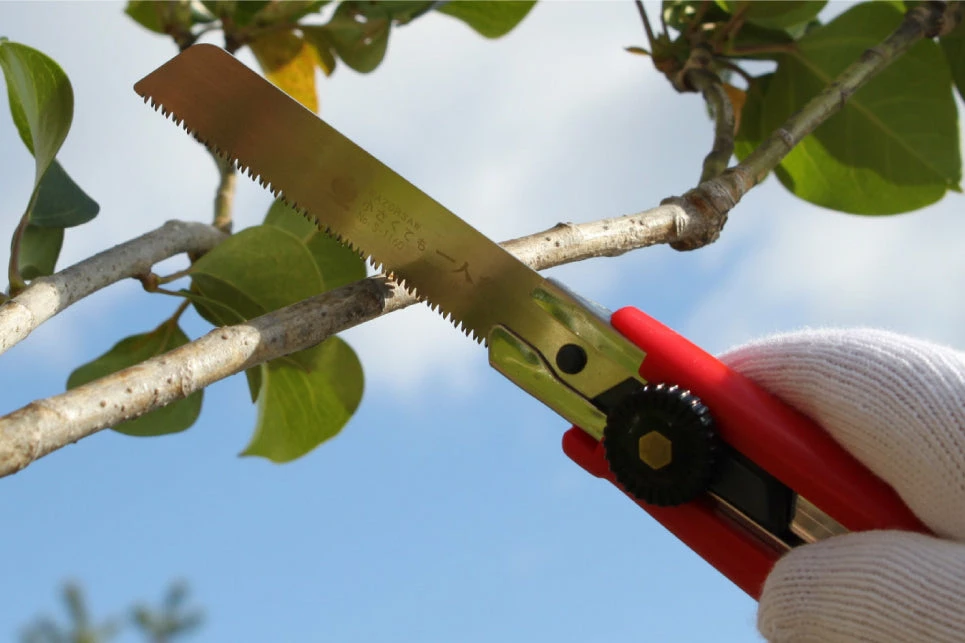 Hand Saws Gyokucho Cutter Saw For Green Wood 3 Hand Saws Gyokucho Cutter Saw For Green Wood