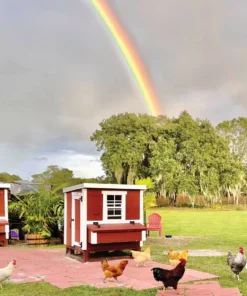 OverEZ Chicken Coops Home, Farm & Garden OverEZ Medium Chicken Coop 9 OverEZ Chicken Coops Home, Farm & Garden OverEZ Medium Chicken Coop