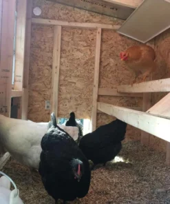 OverEZ Chicken Coops Home, Farm & Garden OverEZ Medium Chicken Coop 11 OverEZ Chicken Coops Home, Farm & Garden OverEZ Medium Chicken Coop