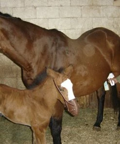 Home, Farm & Garden EZ - UDDERLY EZ HAND MARE MILKERS