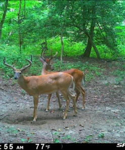 SPYPOINT LINK-MICRO-LTE CELLULAR TRAIL CAMERA