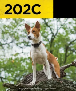 Dogs DOGTRA 202C 2-DOG TRAINING SYSTEM