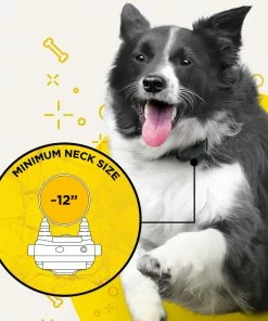 Dogs DOGTRA IQ PLUS TRAINING SYSTEM